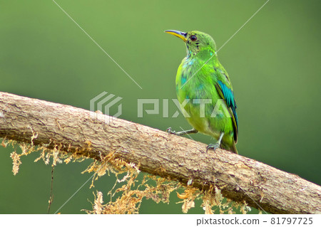Green Honeycreeper, Tropical Rainforest, Costa Rica 81797725