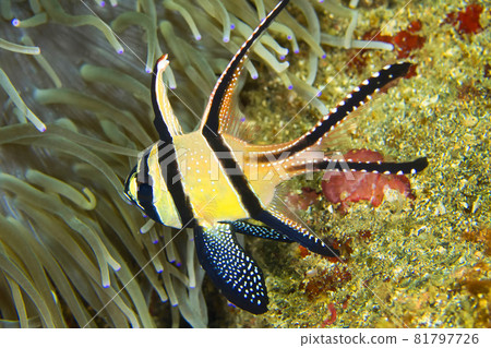 Banggai Cardinalfish, Lembeh, North Sulawesi, Indonesia 81797726