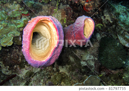 Tube Giant Sponge, Caribbean Sea, Playa Giron, Cuba 81797735