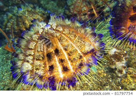 Variable Fire Urchin, Lembeh, North Sulawesi, Indonesia 81797754