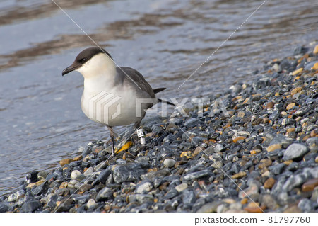 Long-Tiled Skua, Nordvest-Spitsbergen National Park, Arctic, Svalbard, Norway Long-Tiled Skua, Nordvest-Spitsbergen National Park, Arctic, Svalbard, Norway 81797760