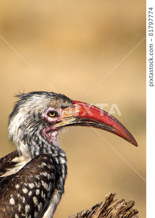 Redbilled hornbill, Chobe National Park, Botswana 81797774
