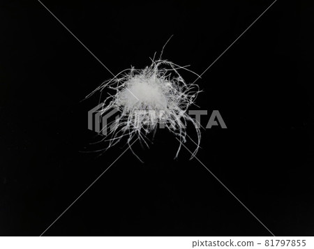 Image photo of white goose down ball 81797855