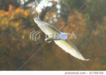 Great egret with transparent white wings Great egret with transparent white wings 81798788