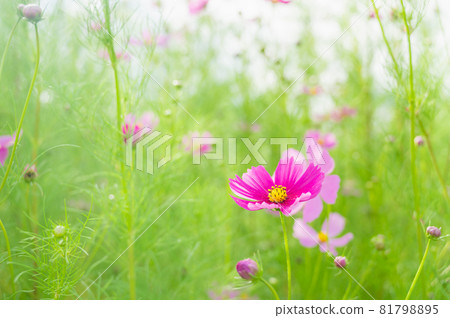 Pink autumn cherry blossoms Pink autumn cherry blossoms 81798895
