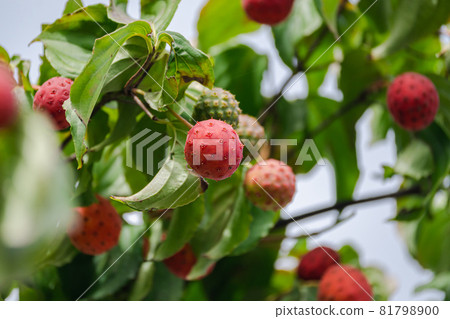 Cute Kousa dogwood fruit 81798900
