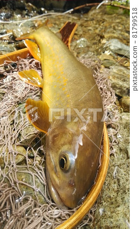 在幻影飛驒木曾川系釣大和岩魚 在幻影飛驒木曾川系釣大和岩魚 81799518