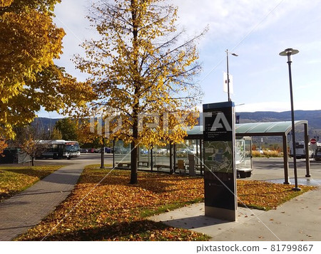 Canadian university bus stop shining in autumn leaves Canadian university bus stop shining in autumn leaves 81799867