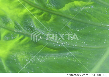 芋頭葉背景 芋頭葉背景 81800162