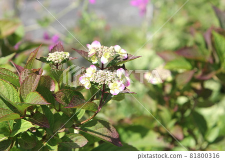 繡球花藍莓芝士蛋糕 繡球花藍莓芝士蛋糕 81800316
