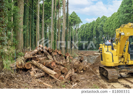 森林砍伐 81800331