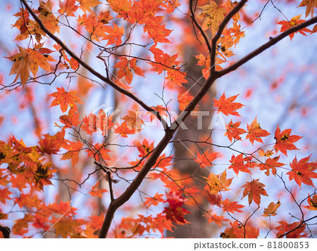 Autumn leaves of Poroto natural recreation forest 81800853