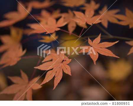 波羅托自然休養林秋葉 波羅托自然休養林秋葉 81800931
