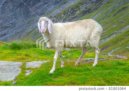 Cute white alpine sheep on mountain pasture 81801064