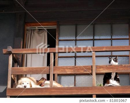 竹原街道自然保護區：出現在建築物二樓的狗和貓（廣島縣竹原市） 81801067