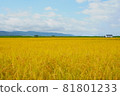 Paddy fields with rice ears and blue sky 81801233