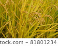 Fruited rice panicle 81801234