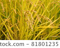 Fruited rice panicle 81801235