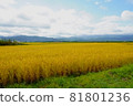 Paddy fields with rice ears and blue sky 81801236