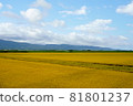 Paddy fields with rice ears and blue sky 81801237