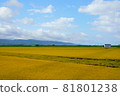 Paddy fields with rice ears and blue sky 81801238
