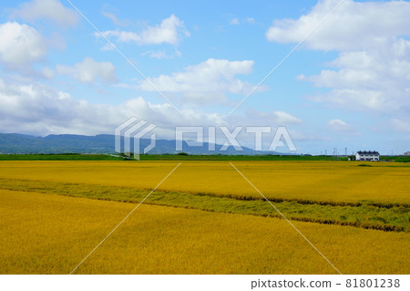 稻穗和藍天的稻田 81801238