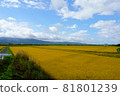 Paddy fields with rice ears and blue sky 81801239