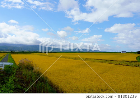 稻穗和藍天的稻田 稻穗和藍天的稻田 81801239