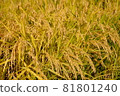 Fruited rice panicle 81801240