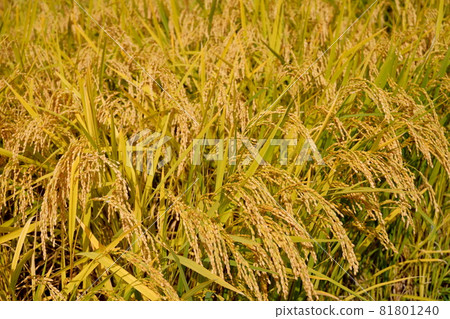 結果的水稻穗 81801240