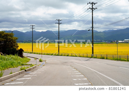 有稻穗的稻田和縣道 81801241