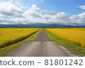 A farm road that passes through paddy fields with rice ears 81801242