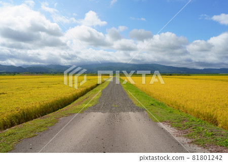 一條穿過稻穗稻田的農路 81801242