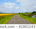 A farm road that runs beside a paddy field with rice ears 81801243