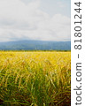 Rice paddy rice paddy 81801244