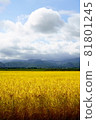 Paddy fields with rice ears and blue sky 81801245