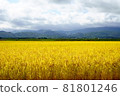 Rice paddy rice paddy 81801246