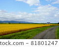 Paddy fields with rice ears and blue sky 81801247