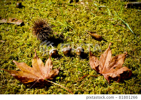 Autumn play 81801266