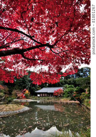 Autumn leaves of Joruri-ji Temple [Kamocho, Kizugawa City, Kyoto Prefecture] 81801267