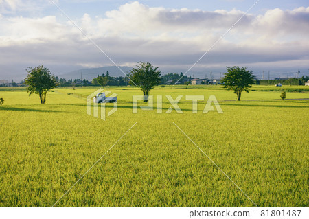 松本市島內的田園風光【晨景】 松本市島內的田園風光【晨景】 81801487