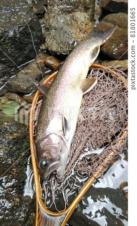 Oiwa fish Gifu prefecture Nikko rock fish 81801665