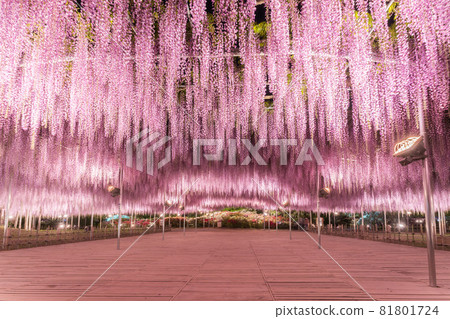 Ashikaga Flower Park wisteria flowers in full bloom lit up 81801724