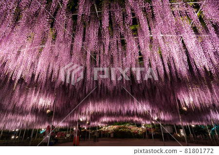 Ashikaga Flower Park wisteria flowers in full bloom lit up Ashikaga Flower Park wisteria flowers in full bloom lit up 81801772