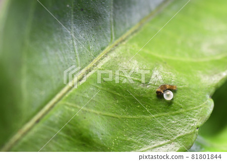 Papilio larva on the leaf 81801844