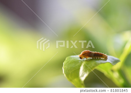 Papilio larva on the leaf 81801845