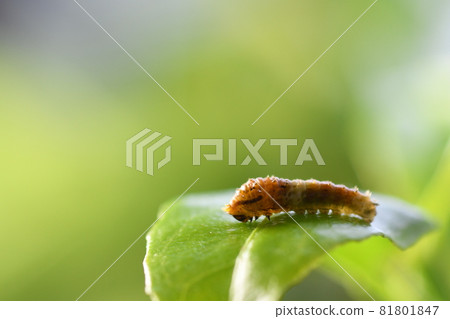 Papilio larva on the leaf 81801847