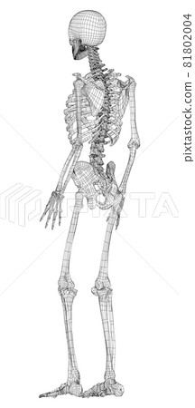 Human skeleton. Vector 81802004