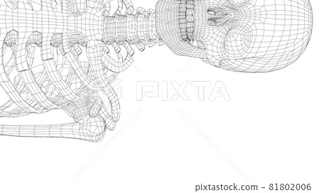 Human skeleton. Vector Human skeleton. Vector 81802006