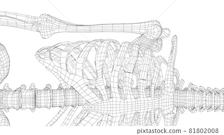 Human skeleton. Vector Human skeleton. Vector 81802008